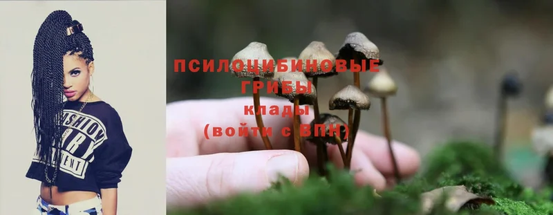 купить наркоту  mega   Псилоцибиновые грибы Cubensis  Вологда 